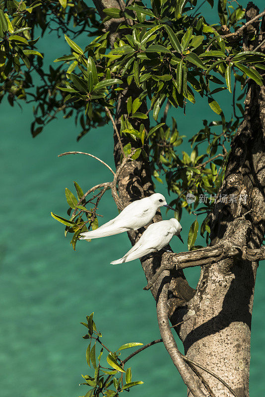 谢谢(Gygis alba)